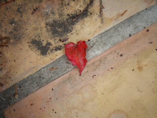 Leaf heart Leaf heart