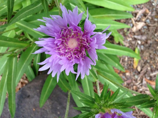 Stokes aster